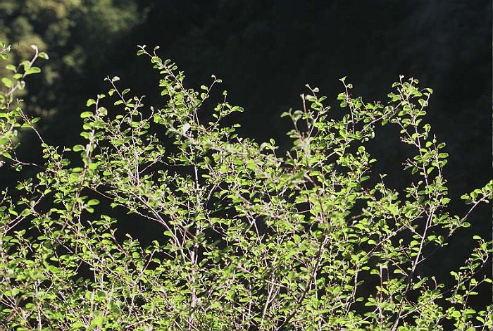 Amelanchier ovalis